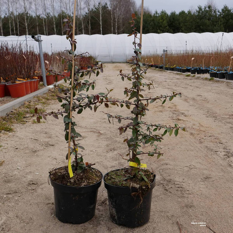 Ognik Szkarłatny Mohave (C2)