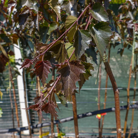 Brzoza brodawkowata Purpurea szczepiona na pniu