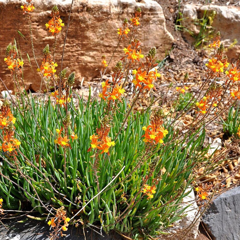 Bulbine krzewiasta lecznicza (C2)