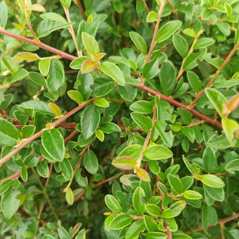 Irga wierzbolistna Parkteppich (C2)