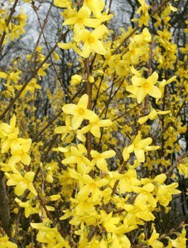 Forsycja pośrednia Goldrausch (C2)