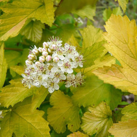 Pęcherznica kalinolistna Raspberry Lemonade (P9)