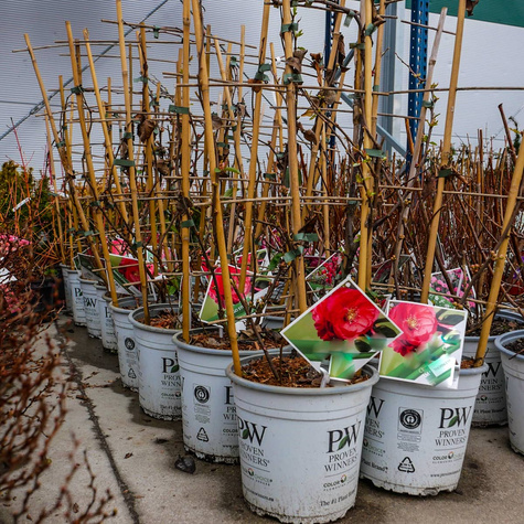 Pigwowiec okazały Scarlet Storm (C2)