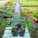 Lantana camara Feston Rose (P9)