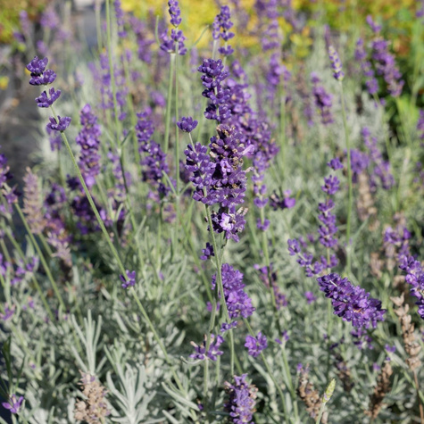 Lawenda wąskolistna lekarska Hidcote Compact (C2)