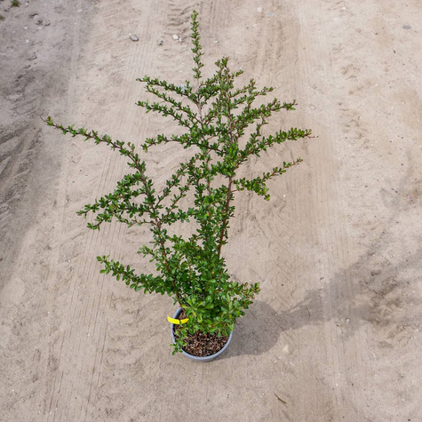 Berberys zwyczajny pospolity