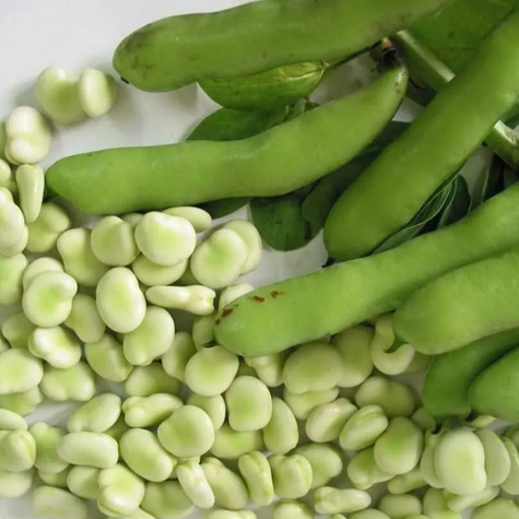 Bób Bolero wczesny 1kg