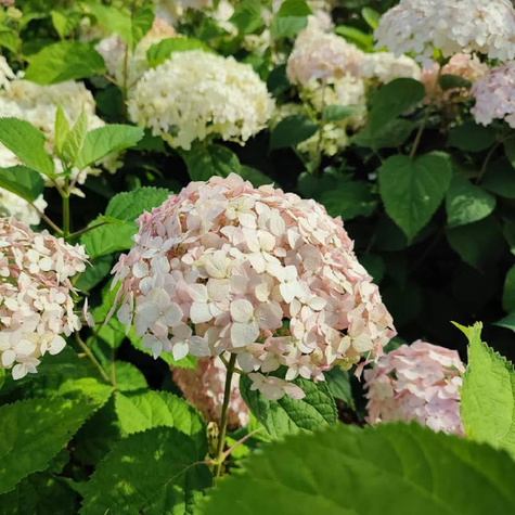 Hortensja drzewiasta Candybelle Marshmallow (C2)
