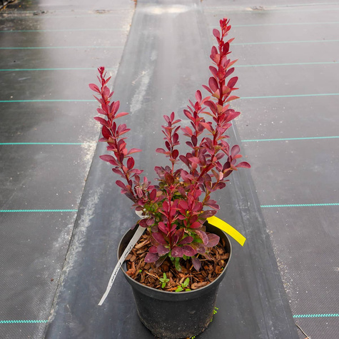 Berberys Thunberga Red Rocket (C2)