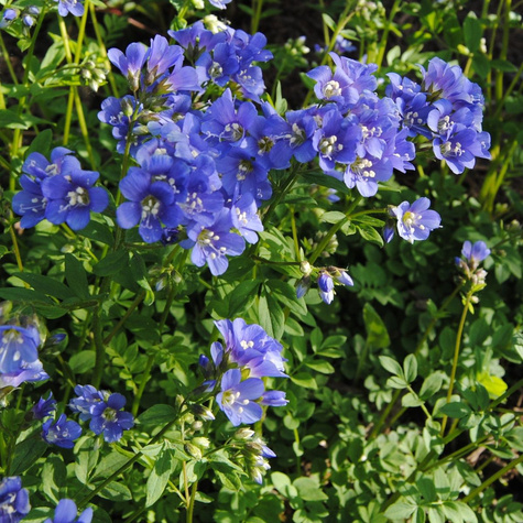 Wielosił błekitny Bambino Blue (C2)