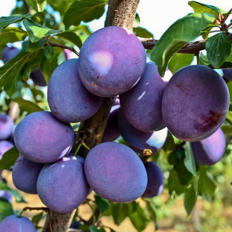 Śliwa Durancle Plant Pack