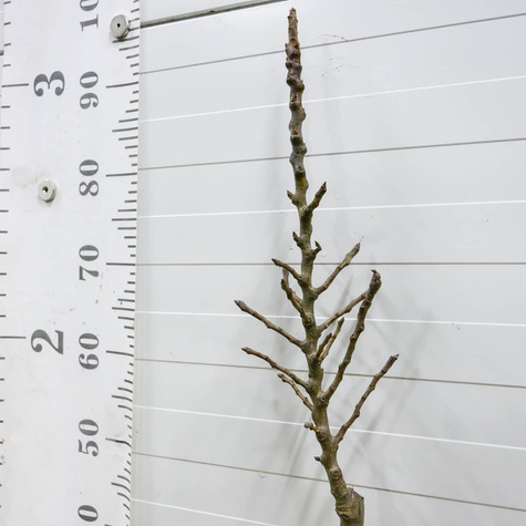 Mini Grusza karłowa karłowe Garden Pearl Plant Pack