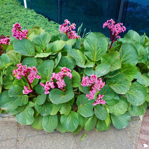 Bergenia sercowata (C2)