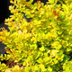 Berberys thunberga Sunsation Piękny Cytrynowy (P9)