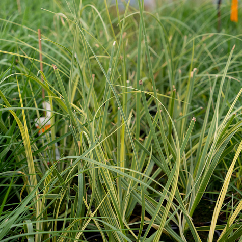 Trawa Pampasowa Esperanta