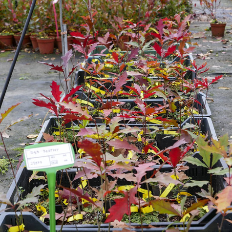 Dąb błotny Najszybciej rosnący (C2)