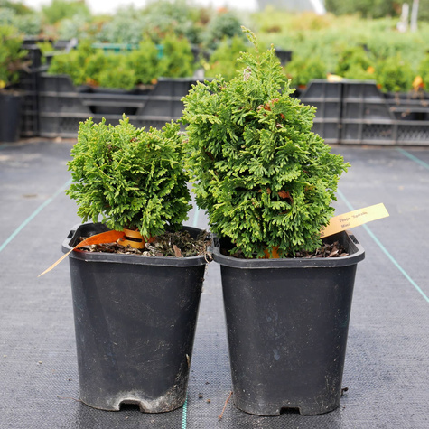 Thuja Tuja Żywotnik zachodni 'Spiralis Mini' (C2)