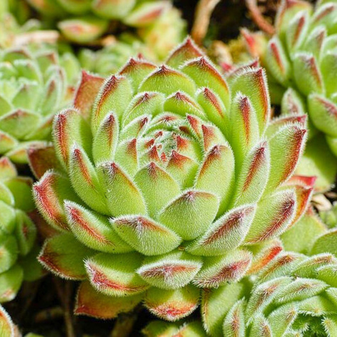 Rojnik ogrodowy Ruthanicum