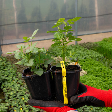 Malinojeżyna w doniczce. Obfite plony.