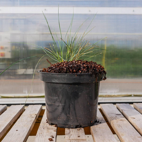 Kostrzewa popielata sina Festina (P9)