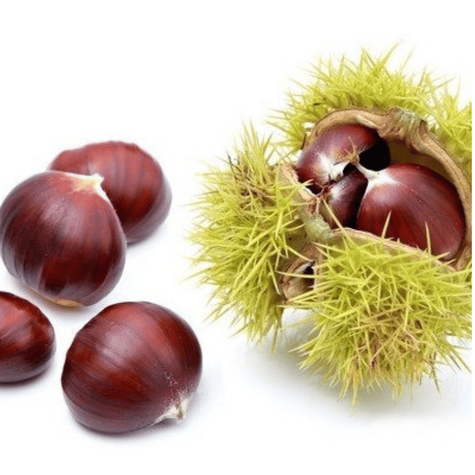 Kasztanowiec Kasztan jadalny Smaczne owoce (C2)