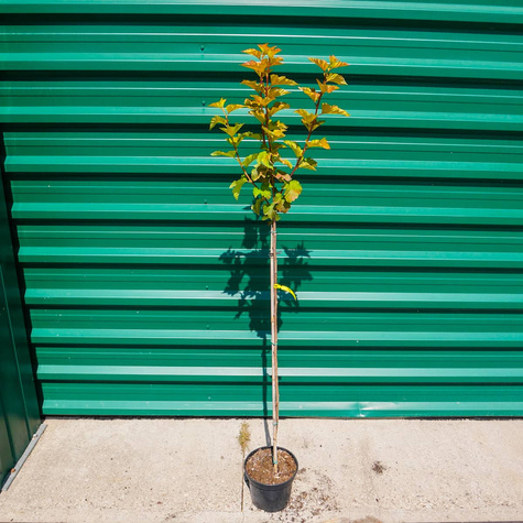 Pęcherznica kalinolistna Magic Ball Pa100