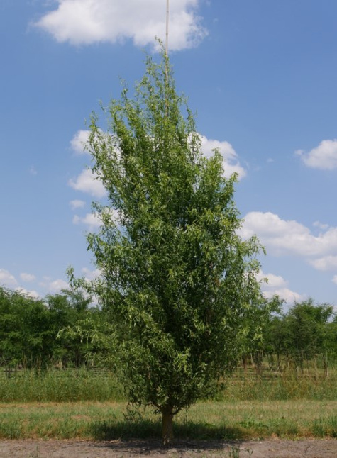 Wierzba babilońska Ural (C2)