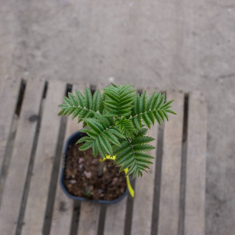 Jarzębina Jarząb pospolity (C2)