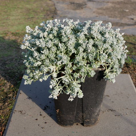 Rozchodnik łopatkowy Cape Blanco (C2)