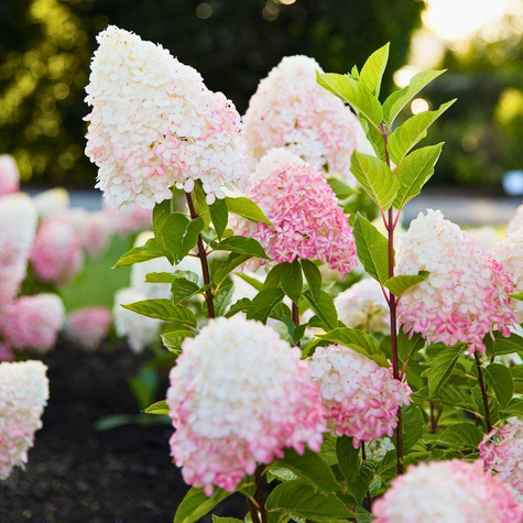 Hortensja bukietowa Pink Rose (P9)