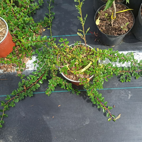 Irga Dammera Mooncreeper (C2)