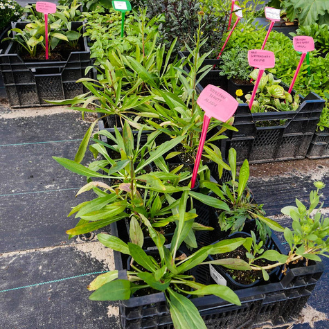 Dzielżan ogrodowy Moerheim Beauty (C2)