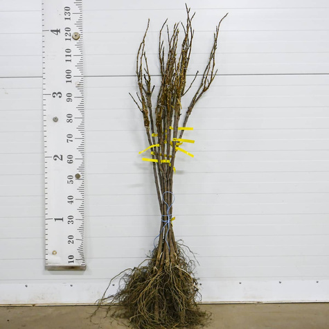 Duo porzeczka biało-czarna na pniu Plant Pack