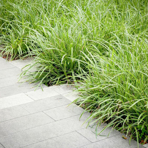 Turzyca japońska Goldband (C2)