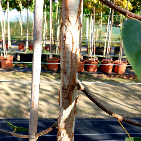 Brzoza pożyteczna Okazy Doorenbos (8-12cm)