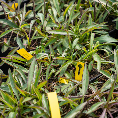 Aster krzaczasty Lady in Blue (C2)