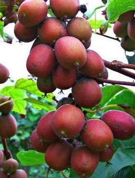 Mini Kiwi Aktinidia Ostrolistna Ananasnaya Żeńska Czerwona (C2)