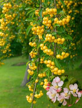 Jabłoń Ozdobna Rajska Golden Hornet