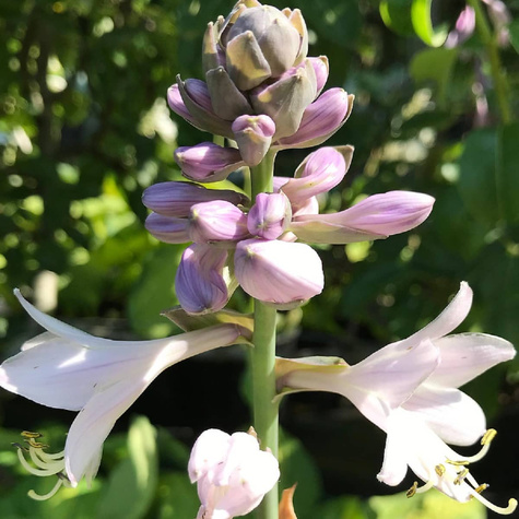 Funkia Hosta Carnival (C2)