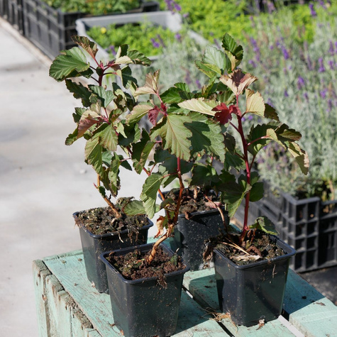 Pęcherznica kalinolistna Magic Ball (P9)