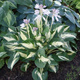 Funkia Hosta Revolution (C2)