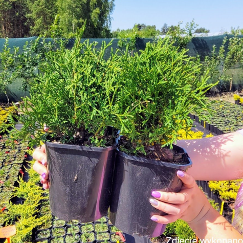 Żywotnik zachodni Tuja Thuja Tiny Tim (C2)