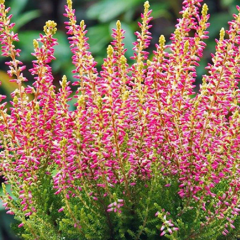 Wrzos pospolity Golden Angie płonacy