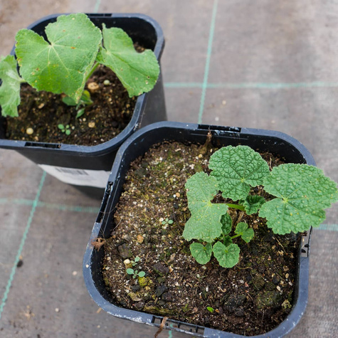 Malwa różowa White