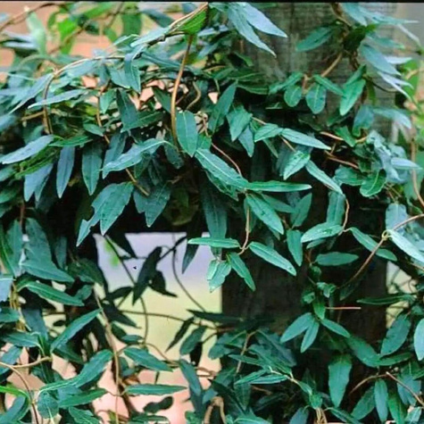 Wiciokrzew Zaostrzony P14