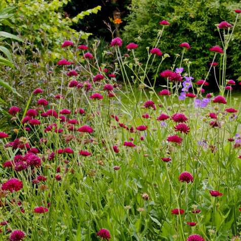 Świerzbnica macedońska (C2)