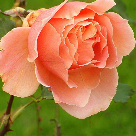 Róża szczepiona na pniu Łososiowa miniaturka