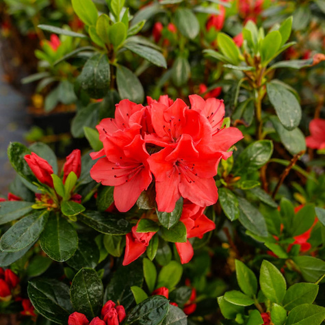 Azalia japońska Geisha Orange (C2)