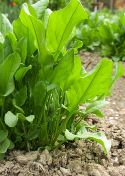 Szczaw Rumex acetosa mrozoodporny 2 g