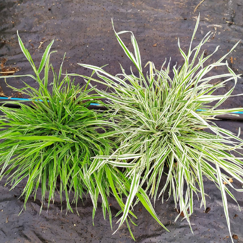 Kłosówka miękka Variegatus (C2)